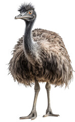 Emu ostrih isolated on the transparent background PNG. AI generative.