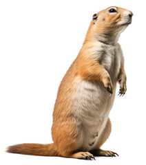Praire dog isolated on the transparent background PNG. AI generative.
