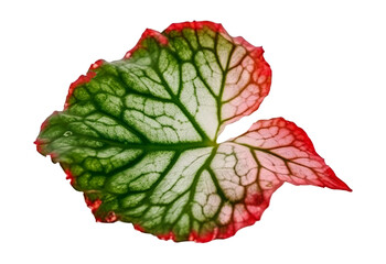 Red begonia leaf on white background. Generative AI.