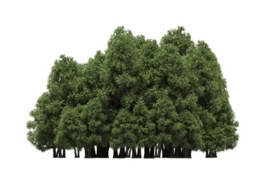 group of trees isolated on a white background, big trees in the forest, 3D illustration, cg render