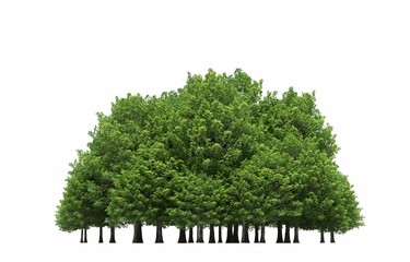 Obraz premium group of trees isolated on a white background, big trees in the forest, 3D illustration, cg render