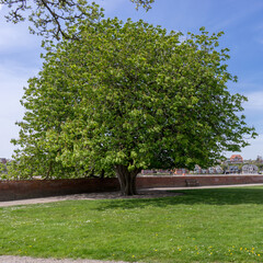 Chestnut tree at the castle of Sonderborg in Denmark