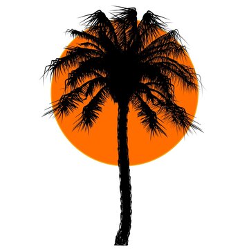 A Pam tree silhouette and sun 