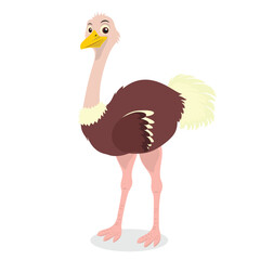 ostrich bird vector art illustration ostrich cartoon isolated on white design
