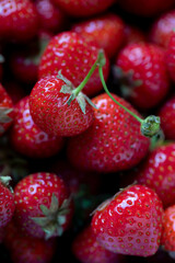 Organic ripe red strawberries macro close up