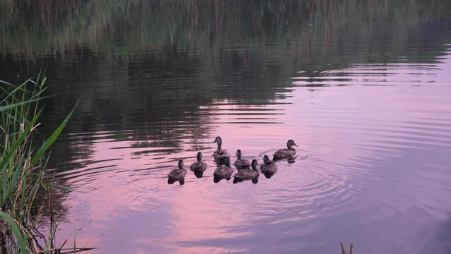 Wild ducks swim in the river at sunset, birds in the water, animals in the wild.

