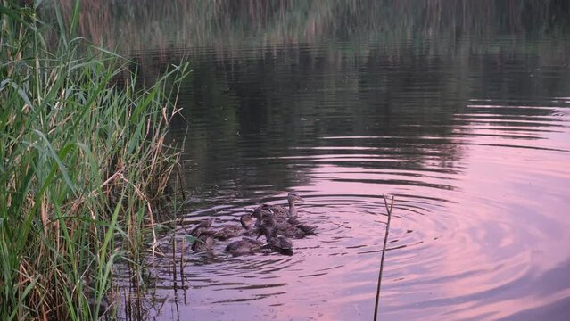 Wild ducks swim in the river at sunset, birds in the water, animals in the wild.
