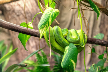 Green tree python (morelia viridis)