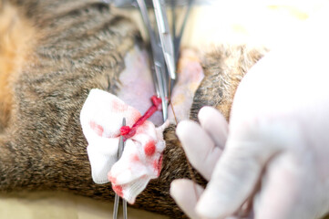 Hands of a veterinarian with gloves holding and cutting a cat's testicles.