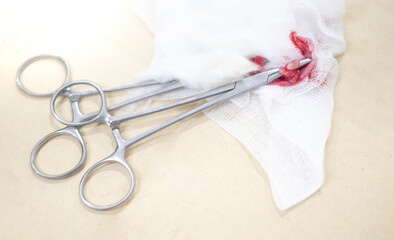 The operate scissors with cat’s ovary on the tray in the operating room.