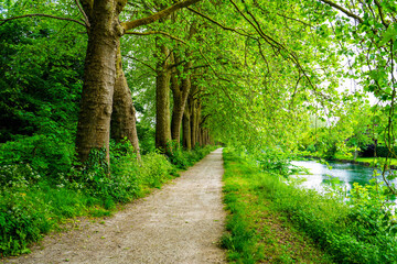 Fototapeta na wymiar Row of trees along a towpath on the Canal of the Loing in Nemours, a small town in the south of the Seine et Marne department in Paris region, France