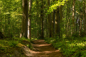 Wanderweg Waldweg durch einen Laubwald mit großen alten Bäumen auf Rügen
