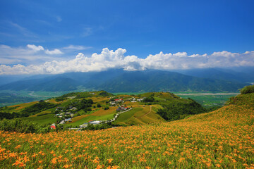 Landscape of Daylily or Hemerocallis fulva or Orange Daylily flowers field with blue sky and white cloud and mountains
