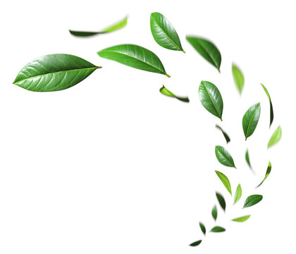 Freshness green leaves floating fly cutout transparent backgrounds 3d render png