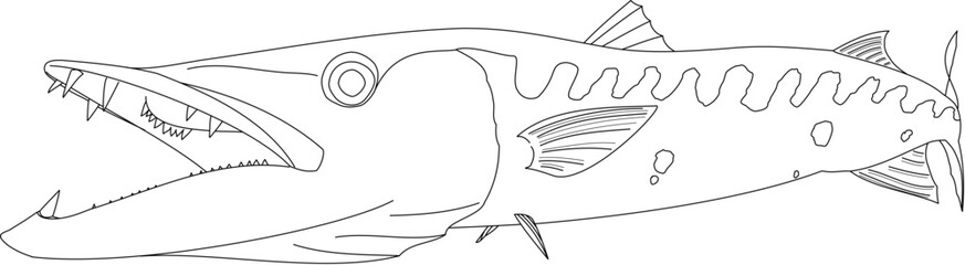 Outline of a Barracuda fish
