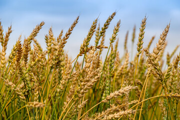 Gold wheat field. Growth nature harvest. Agriculture farm.