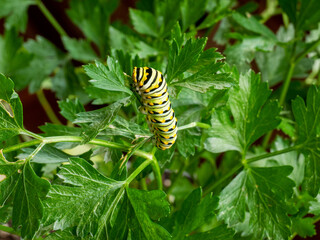 Black Swallowtail on Parsley