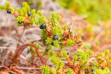 a bump on the shore of the White Sea