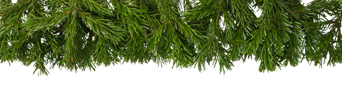 Bandeau de branches de sapin de No&ecirc;l Nordmann	
