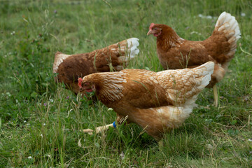 Huhn
