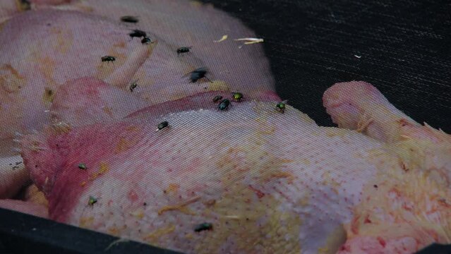 Close up of flies trying to break in into container full of freshly butchered and plucked organic chickens or broilers.
