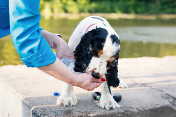 Fototapeta premium A young English Cocker Spaniel drinks water from the owner's hand. Walking on a hot, sunny day. Funny, long, black ears. Dog after haircut. Age 2 years. Boy. Selective focus.