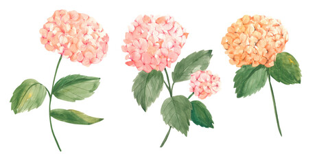 Hydrangea Watercolor