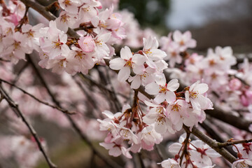 Fototapeta premium 春、満開の桜