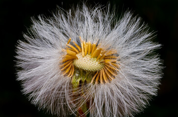 Artistic image of white dandelion on black background. Extremely close-up and details.