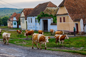 Cows in the village of Viscri in Romania - obrazy, fototapety, plakaty