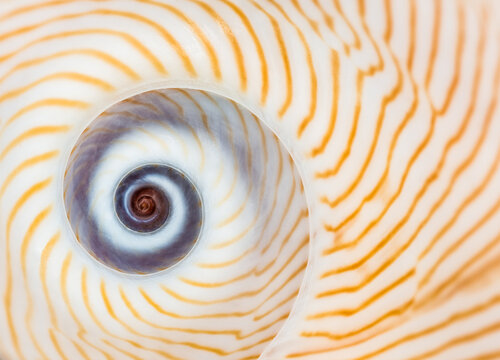 Lined Moon Seashell