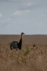 rhea at a soy bean and blue sky 