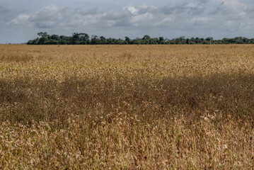 field of soy and clouded sky 