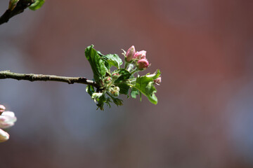 Ast von einem Obstbaum in der Blüte