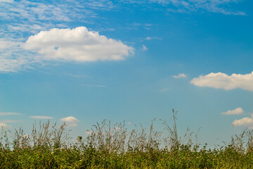 Sommerwiese Boden mit viel Himmel