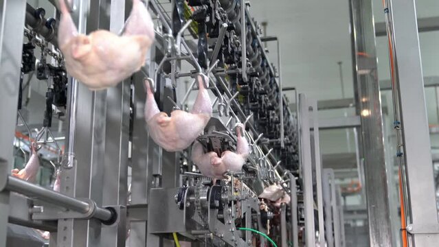 Chicken on rail conveyor of automatic and precision slicer machine for industrial food manufacture