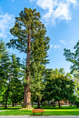 Oregon Capitol Tree