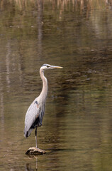 Great Blue Heron in a Lake in Arizona