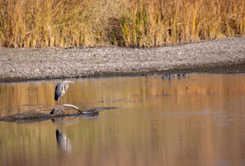 Great Blue Heron in a Lake in Arizona