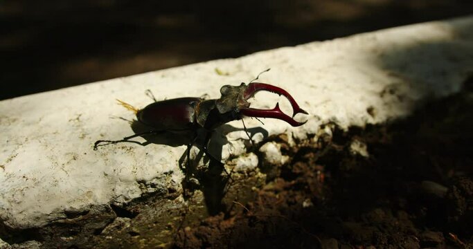 Lucanus cervus a male stag beetle walks on a white surface in the sun on the street and on the ground. the world of insects beetle horn