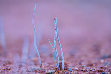 Xylaria hypoxylon commonly known as candle stick fungus or stag’s horn fungus on the wet soil - obrazy, fototapety, plakaty