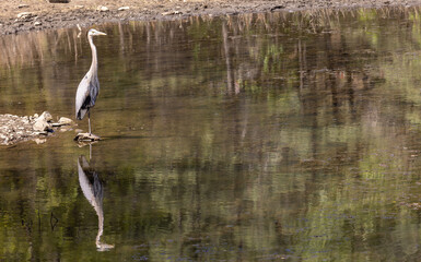 Great Blue Heron in a Lake in Arizona