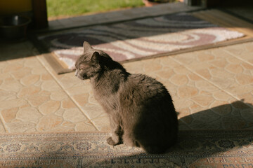 Cat in the Sun