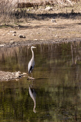 Great Blue Heron in a Lake in Arizona
