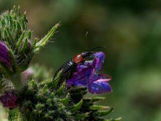 insectos en el bosque