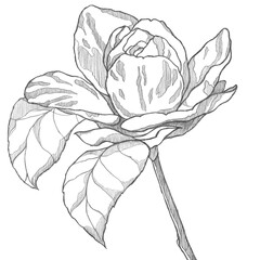 Hand-drawn sketch of a blooming flower with leaves on a white background in pencil, a delicate drawing of a fragile flower