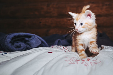 Fototapeta na wymiar Portrait d'un adorable petit chat roux