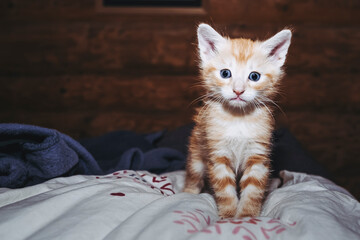 Portrait d'un adorable petit chat roux