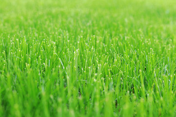 Fototapeta na wymiar Close-up lawn, cut grass. Close-up of a green lawn on a sunny day. Selective focus. Green grass, natural background