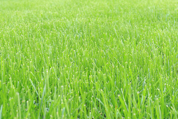 Close-up lawn, cut grass. Close-up of a green lawn on a sunny day. Selective focus. Green grass, natural background